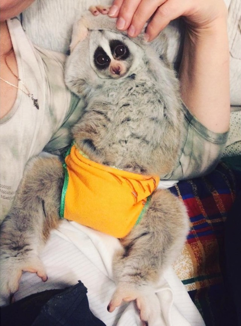 Lori named Sarah is the most touching animal in the world