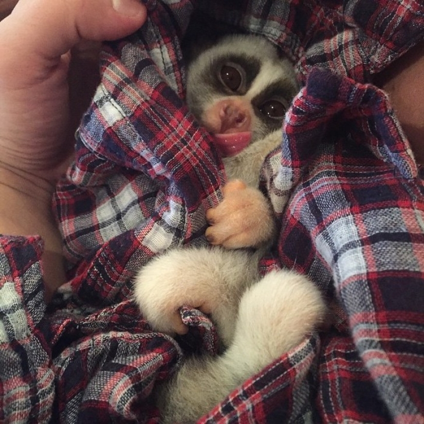 Lori named Sarah is the most touching animal in the world