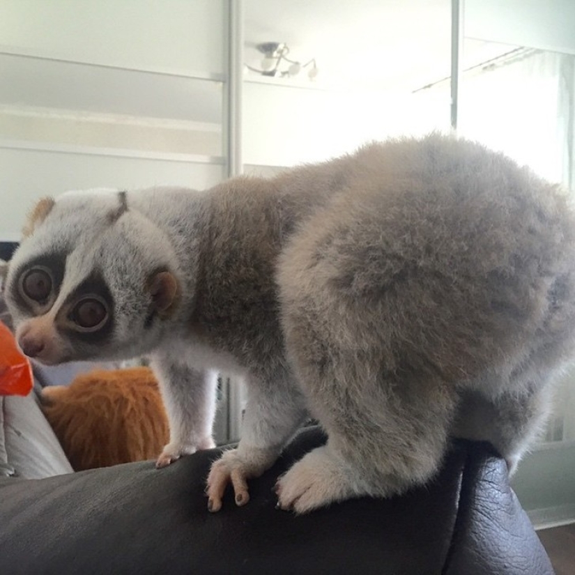 Lori named Sarah is the most touching animal in the world