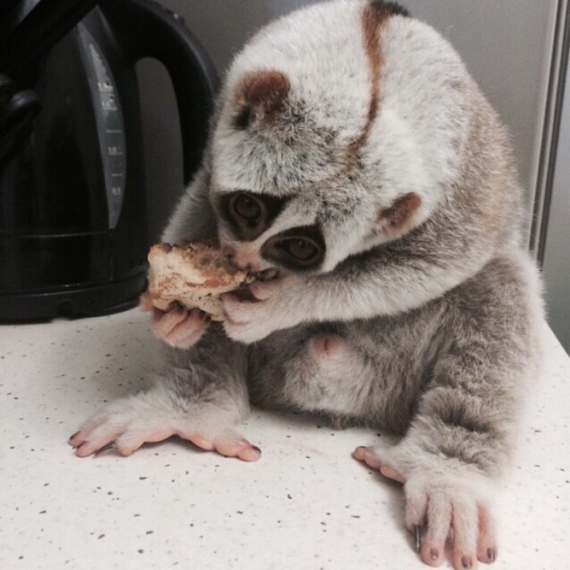 Lori named Sarah is the most touching animal in the world