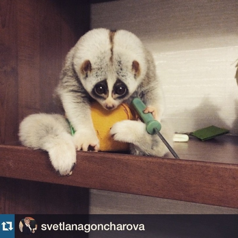 Lori named Sarah is the most touching animal in the world