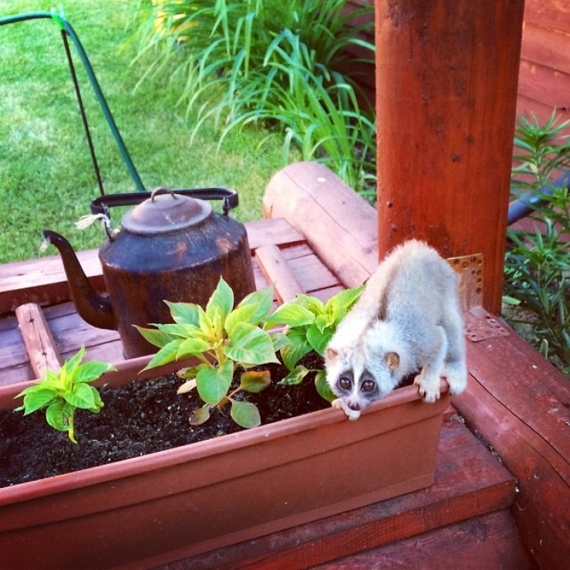 Lori named Sarah is the most touching animal in the world