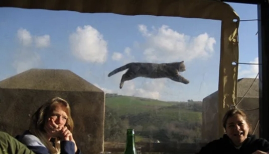 Los 10 mejores gatos que arruinaron fotos perfectas