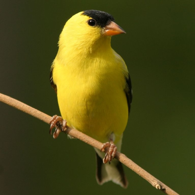 Los 10 mejores tipos de aves de compañía para principiantes