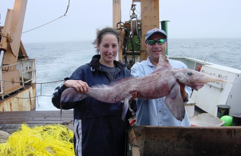 Los 10 peces más extraños de los océanos del mundo