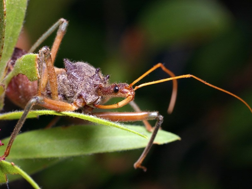Los 15 animales más peligrosos del mundo