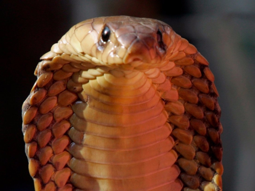 Los 15 animales más peligrosos del mundo