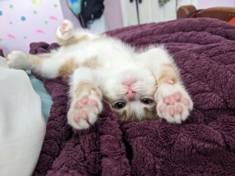 Los 15 mejores memes de gatos lindos para curar tu depresión