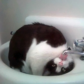 Los 15 mejores memes de gatos lindos para curar tu depresión