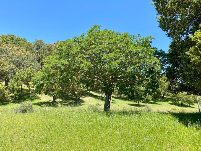 Los 15 árboles más viejos del mundo que ningún leñador debería tocar Los 15 árboles más viejos del mundo que ningún leñador debería tocar