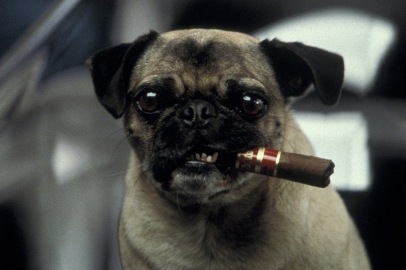 Los actores de cine de animales más famosos Los actores de cine de animales más famosos