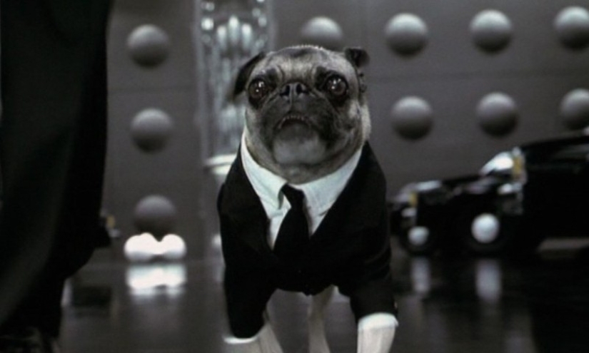 Los actores de cine de animales más famosos Los actores de cine de animales más famosos