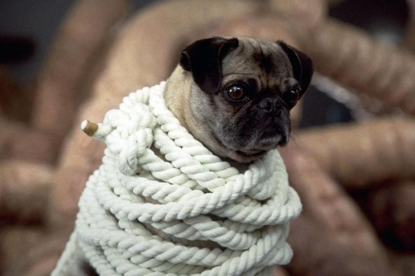 Los actores de cine de animales más famosos Los actores de cine de animales más famosos