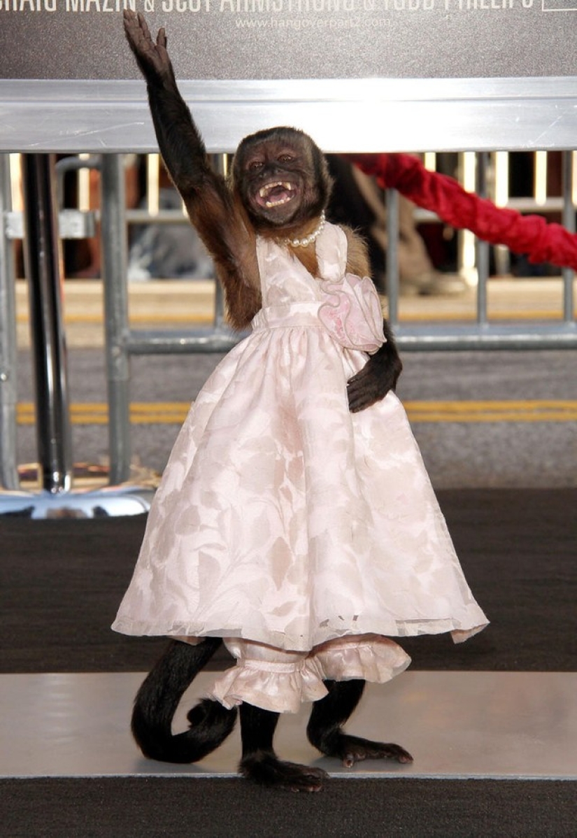 Los actores de cine de animales más famosos Los actores de cine de animales más famosos