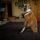 Los animales que hicieron estallar Internet