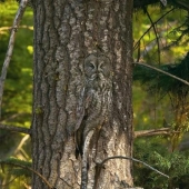 Los animales son maestros del disfraz.