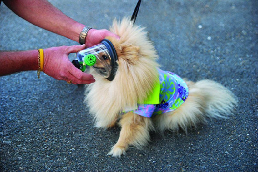 Los bomberos usan una máscara especial para salvar a un gato que estaba inconsciente