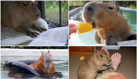 Los capibaras son simplemente adorables