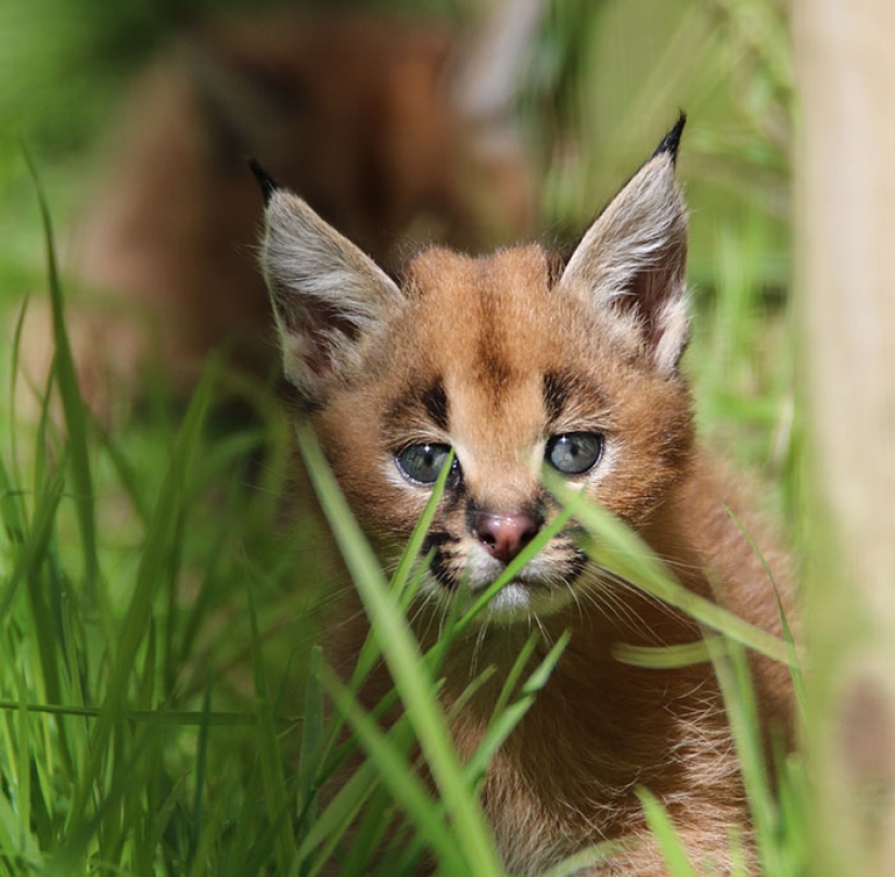 Los caracales son los más lindos y hermosos entre los gatos Los caracales son los más lindos y hermosos entre los gatos