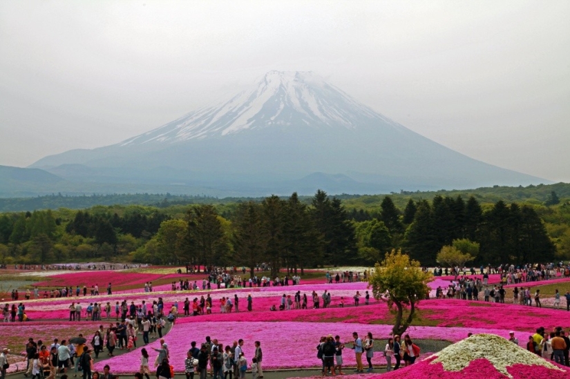 Los cerezos en flor no son los únicos en Japón en primavera Los cerezos en flor no son los únicos en Japón en primavera
