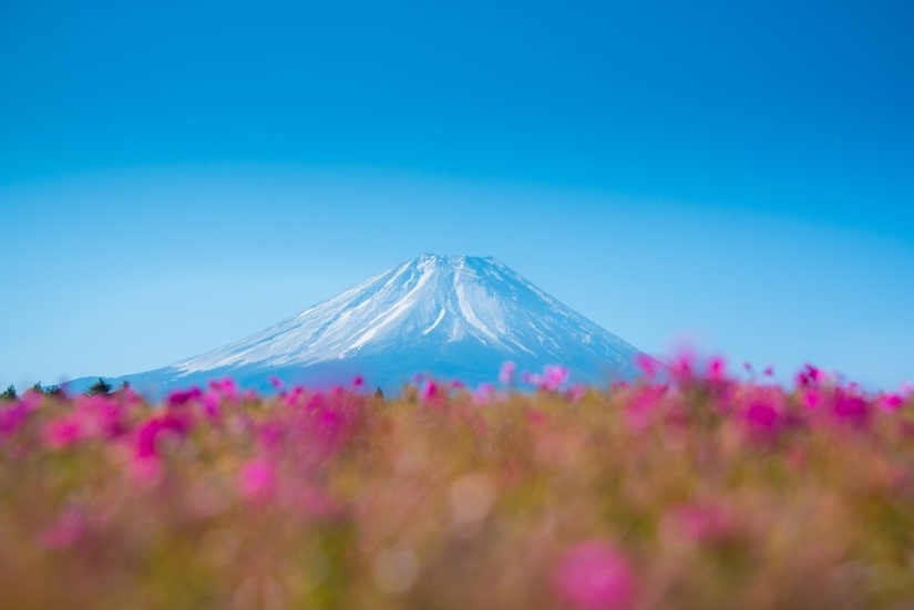 Los cerezos en flor no son los únicos en Japón en primavera Los cerezos en flor no son los únicos en Japón en primavera