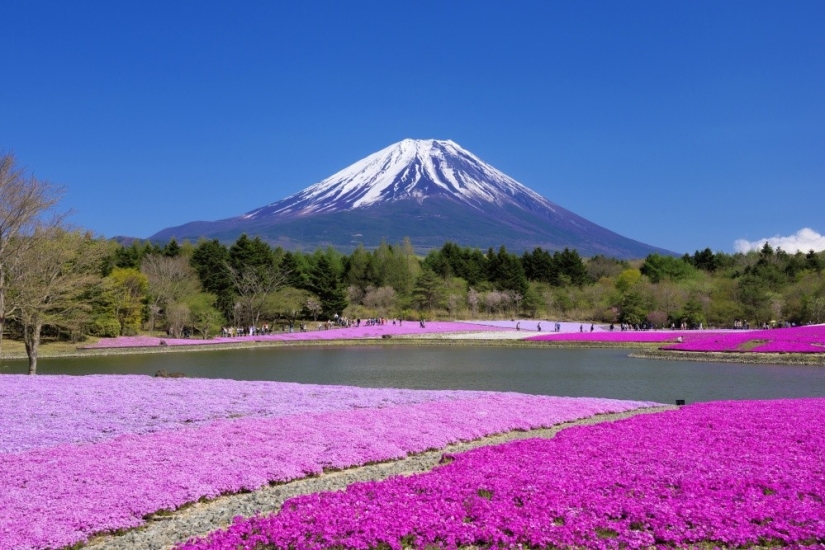 Los cerezos en flor no son los únicos en Japón en primavera Los cerezos en flor no son los únicos en Japón en primavera