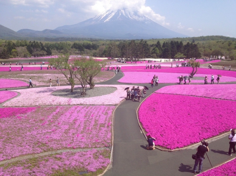 Los cerezos en flor no son los únicos en Japón en primavera Los cerezos en flor no son los únicos en Japón en primavera