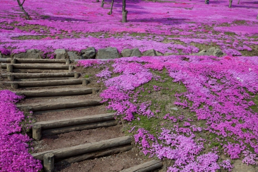 Los cerezos en flor no son los únicos en Japón en primavera Los cerezos en flor no son los únicos en Japón en primavera