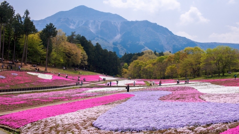 Los cerezos en flor no son los únicos en Japón en primavera Los cerezos en flor no son los únicos en Japón en primavera