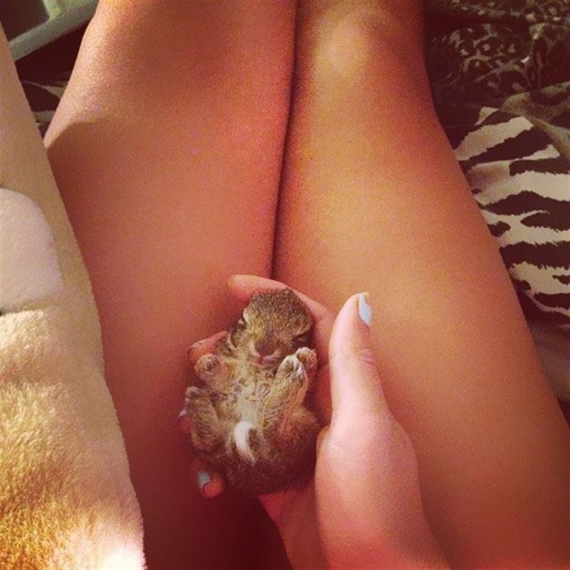 Los conejos son los nuevos gatos. Los conejos son los nuevos gatos.