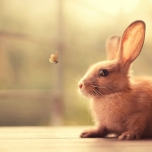 Los conejos son los nuevos gatos.