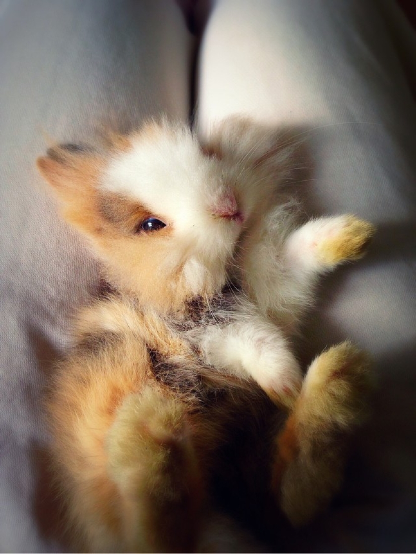 Los conejos son los nuevos gatos. Los conejos son los nuevos gatos.