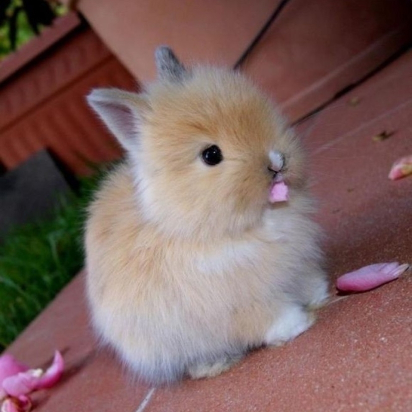 Los conejos son los nuevos gatos. Los conejos son los nuevos gatos.