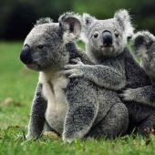 Los datos más sorprendentes sobre los koalas
