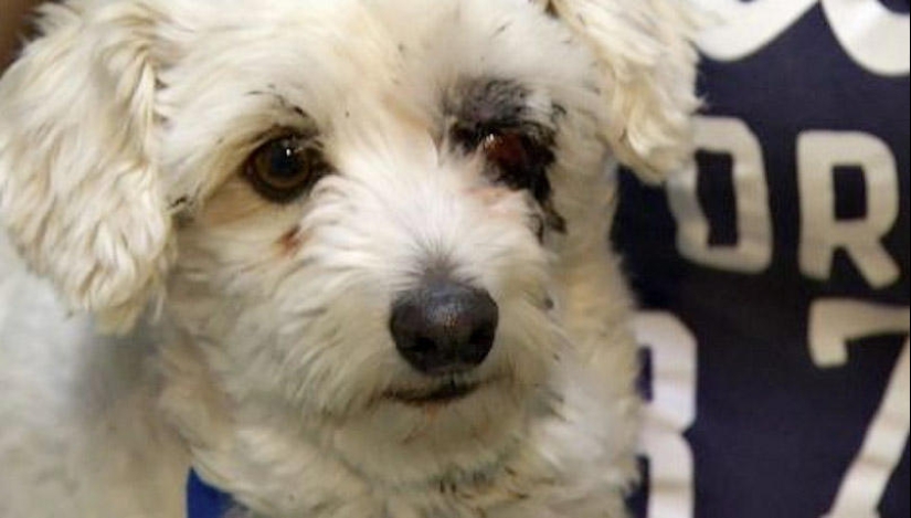 Los ejemplos más fuertes de la devoción heroica del perro