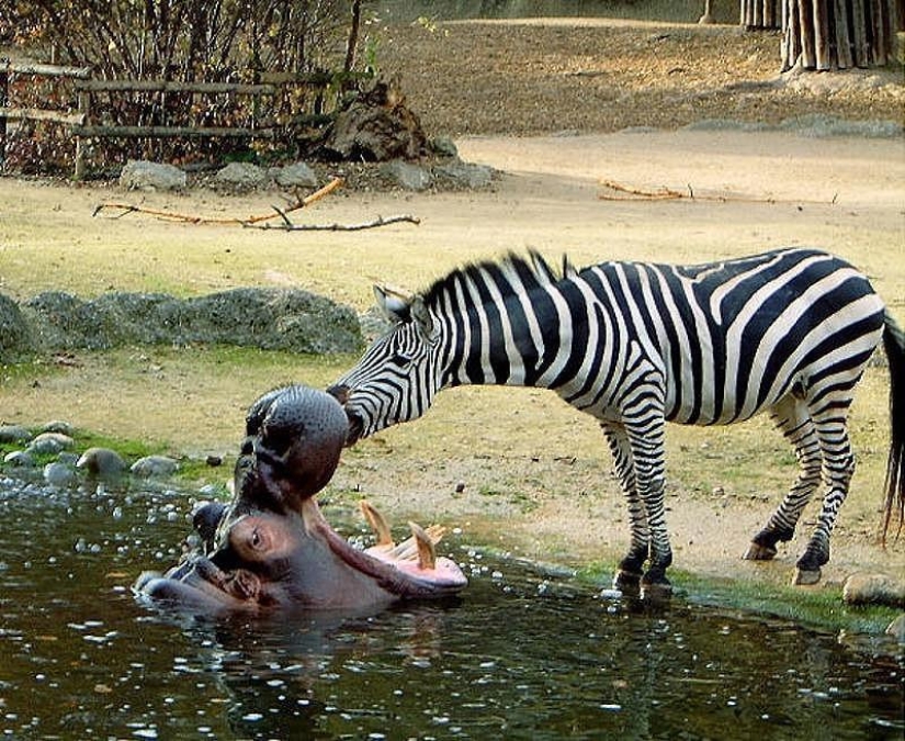 Los ejemplos más conmovedores de amistad entre animales Los ejemplos más conmovedores de amistad entre animales
