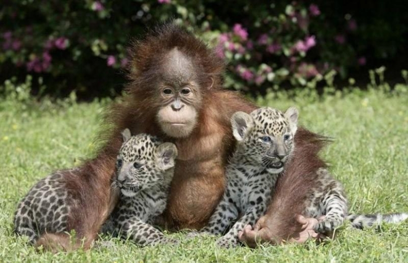 Los ejemplos más conmovedores de amistad entre animales Los ejemplos más conmovedores de amistad entre animales