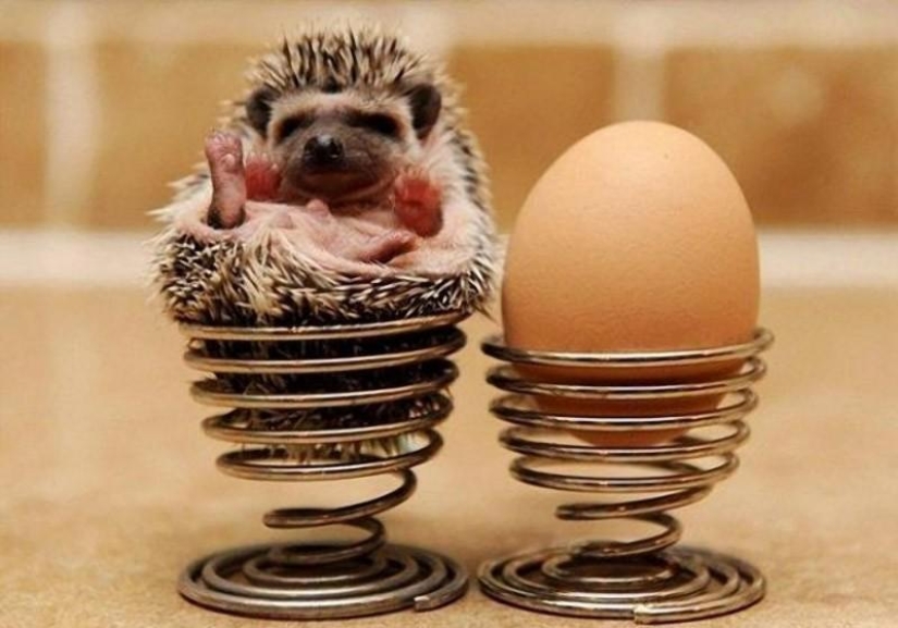 Los erizos son reales y no Los erizos son reales y no