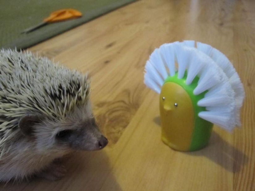 Los erizos son reales y no Los erizos son reales y no