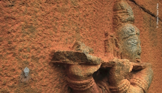 Los ganadores del Fotógrafo de Vida Silvestre del Año muestran la belleza y la precariedad de la naturaleza