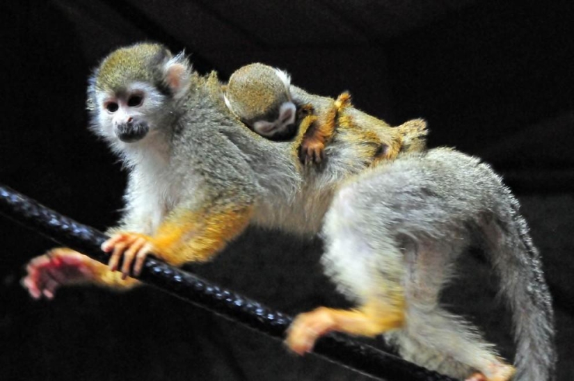 Los habitantes más jóvenes de zoológicos en el mundo Los habitantes más jóvenes de zoológicos en el mundo