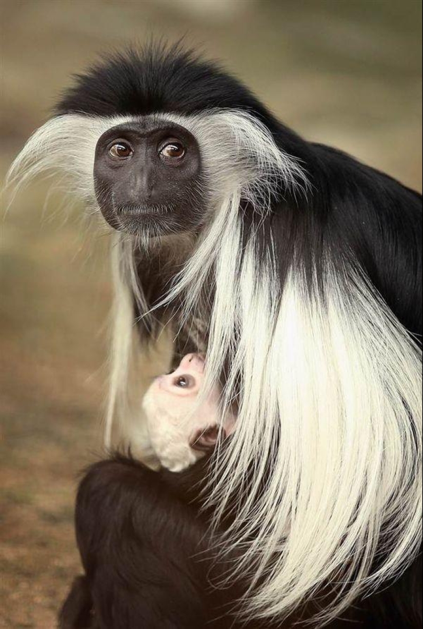 Los habitantes más jóvenes de zoológicos en el mundo Los habitantes más jóvenes de zoológicos en el mundo