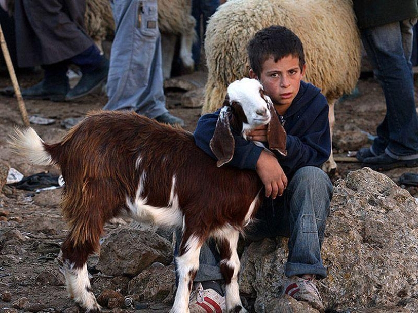 Los hechos más importantes sobre las vacaciones de Kurban-Bayram Los hechos más importantes sobre las vacaciones de Kurban-Bayram
