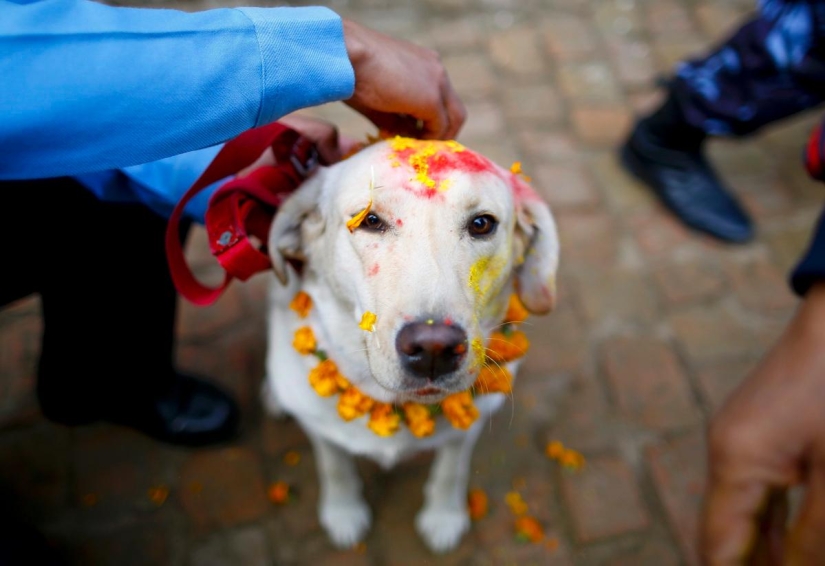 Los hindúes tienen todo un festival para agradecer a los perros por su lealtad y devoción Los hindúes tienen todo un festival para agradecer a los perros por su lealtad y devoción