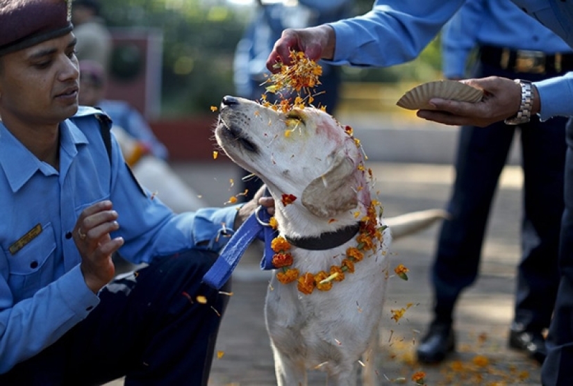 Los hindúes tienen todo un festival para agradecer a los perros por su lealtad y devoción Los hindúes tienen todo un festival para agradecer a los perros por su lealtad y devoción