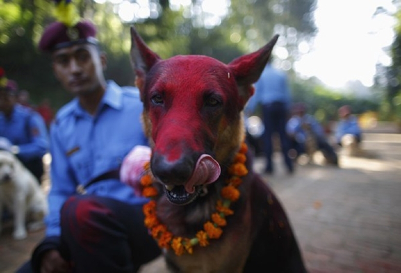 Los hindúes tienen todo un festival para agradecer a los perros por su lealtad y devoción Los hindúes tienen todo un festival para agradecer a los perros por su lealtad y devoción