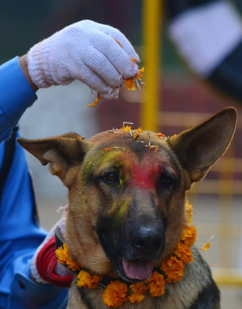 Los hindúes tienen todo un festival para agradecer a los perros por su lealtad y devoción Los hindúes tienen todo un festival para agradecer a los perros por su lealtad y devoción