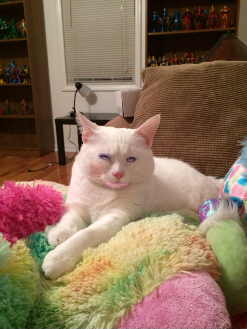 Los japoneses hacen coños glamorosos con sus mascotas