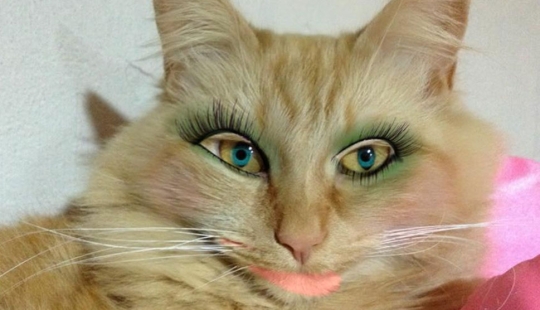 Los japoneses hacen coños glamorosos con sus mascotas Los japoneses hacen coños glamorosos con sus mascotas