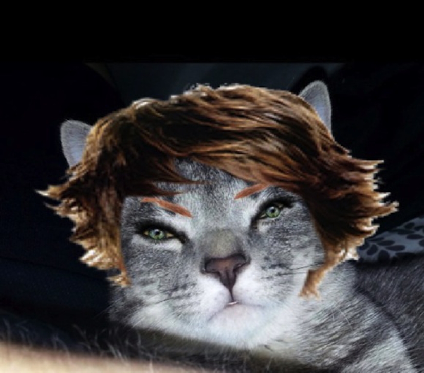 Los japoneses hacen coños glamorosos con sus mascotas